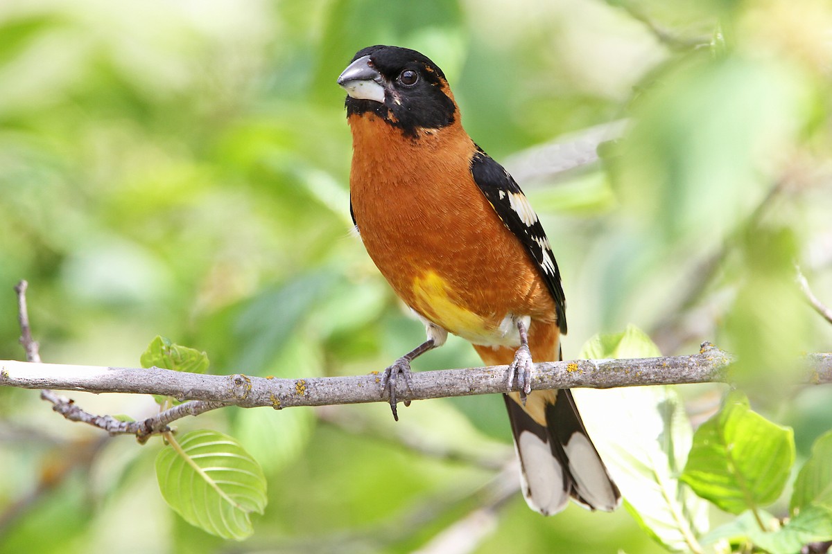 Black-headed Grosbeak - ML158436651