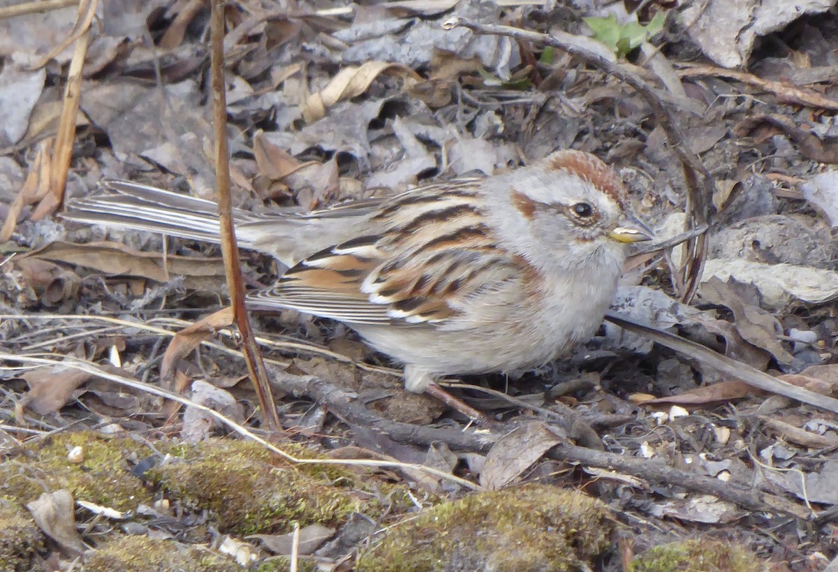 American Tree Sparrow - T A