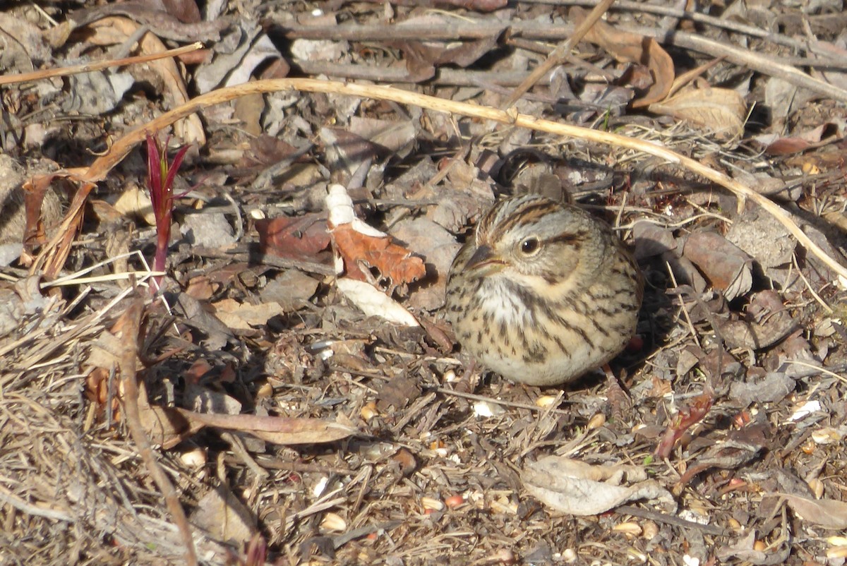 Lincoln's Sparrow - ML158436991