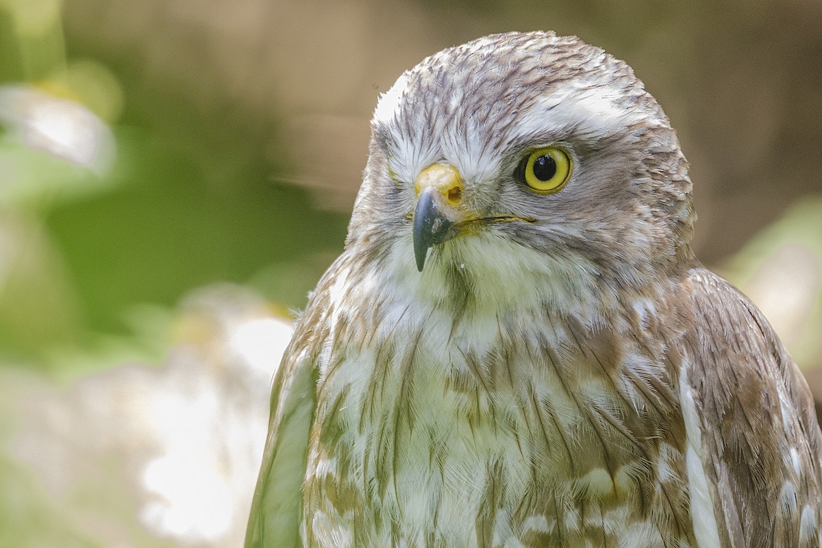 Gray-faced Buzzard - John Clough