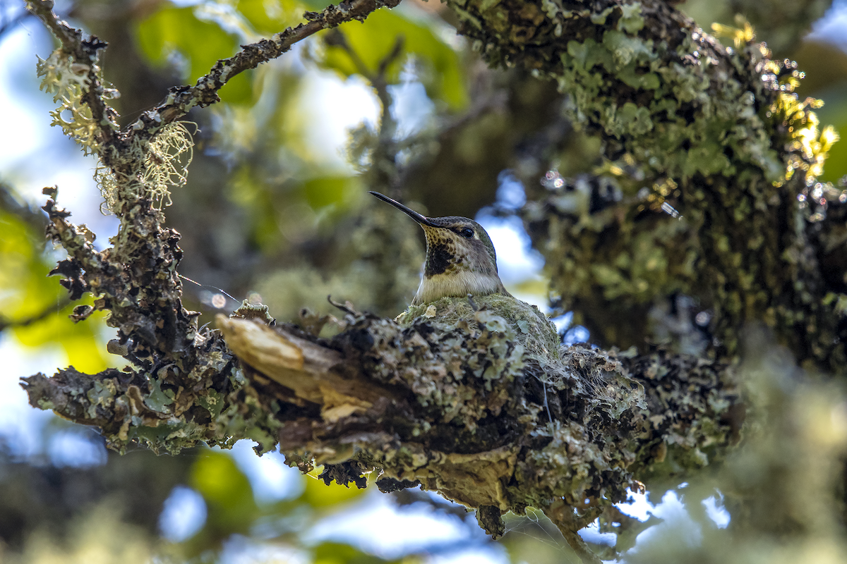 Anna's Hummingbird - ML158439291