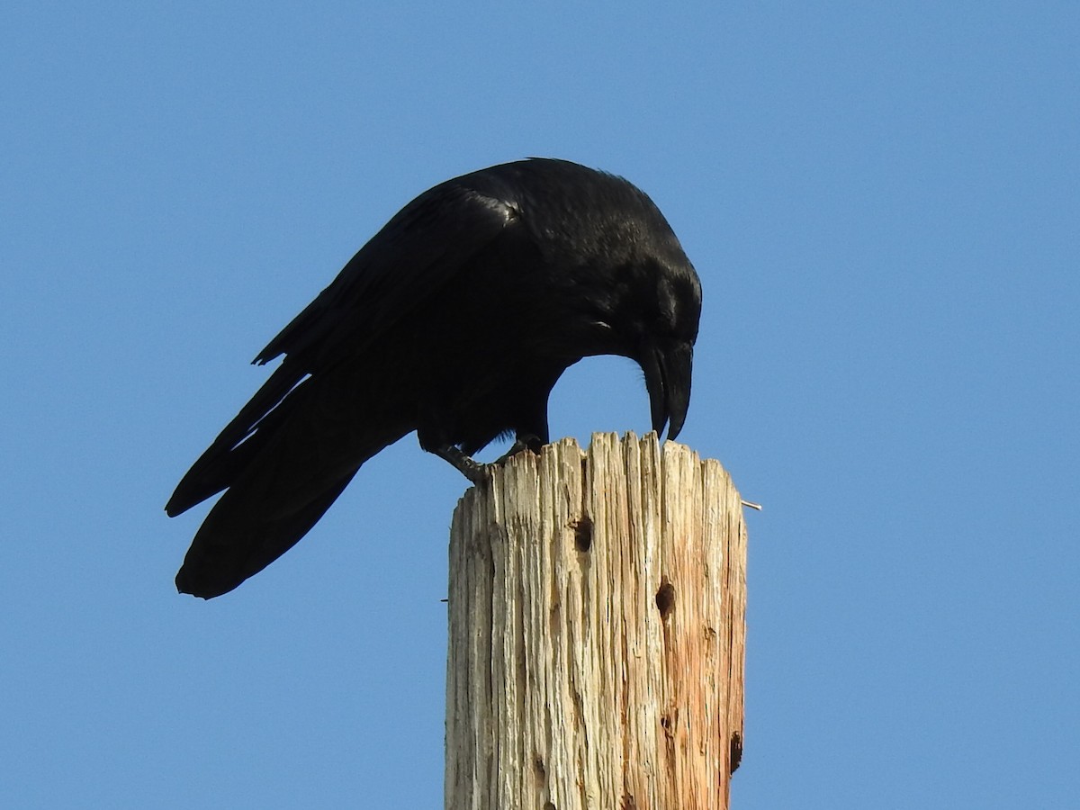 Common Raven - Sara Masuda