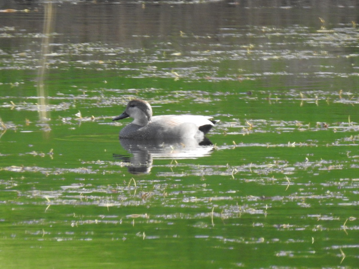 Gadwall - Sara Masuda