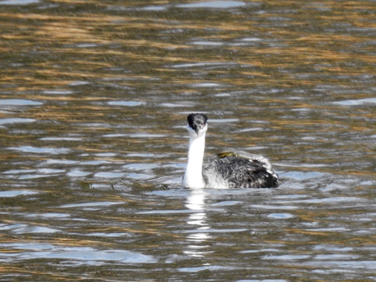 Western Grebe - ML158441921