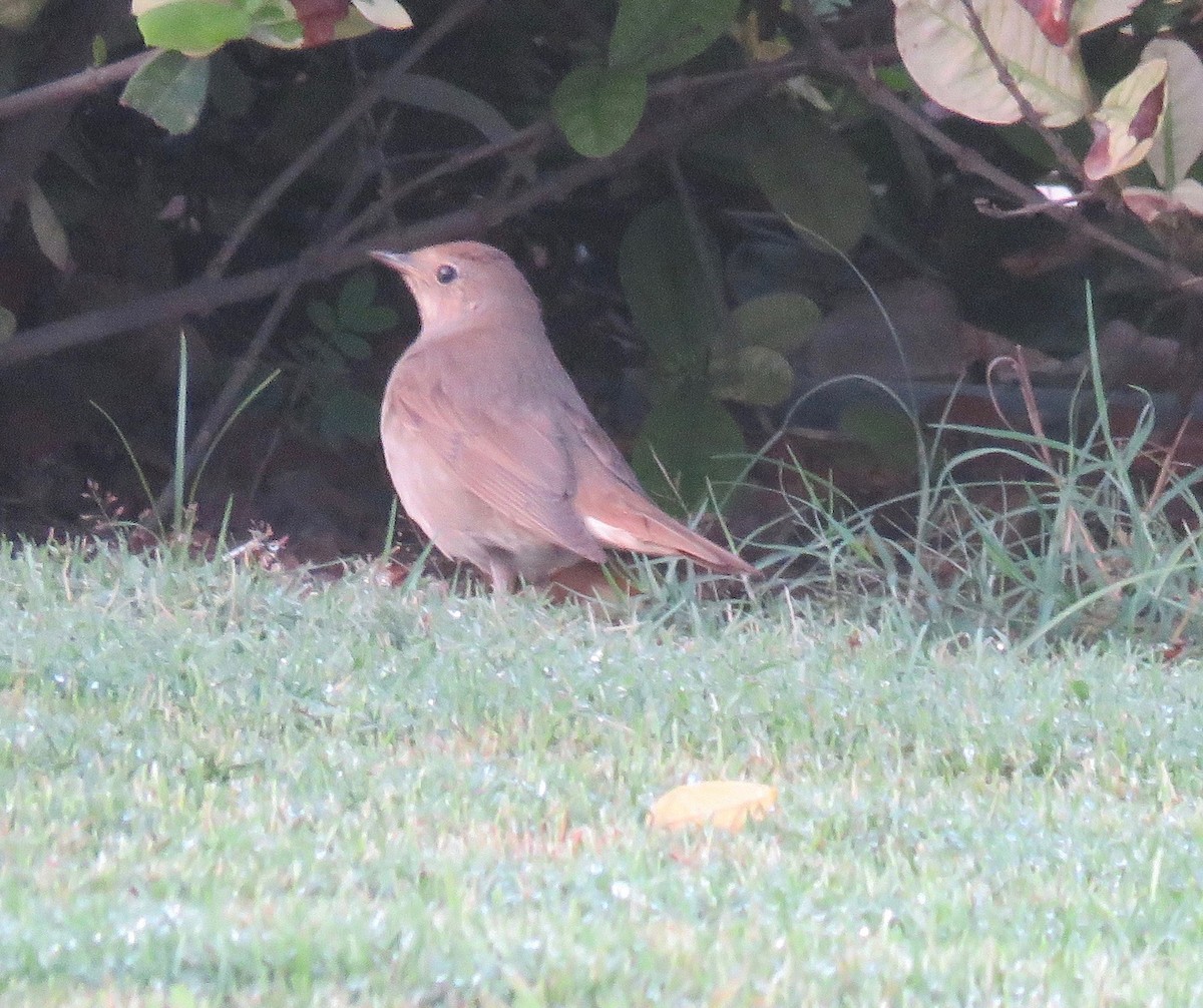 Thrush Nightingale - ML158442071