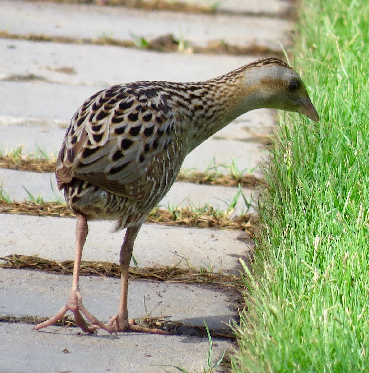 Corn Crake - ML158443001