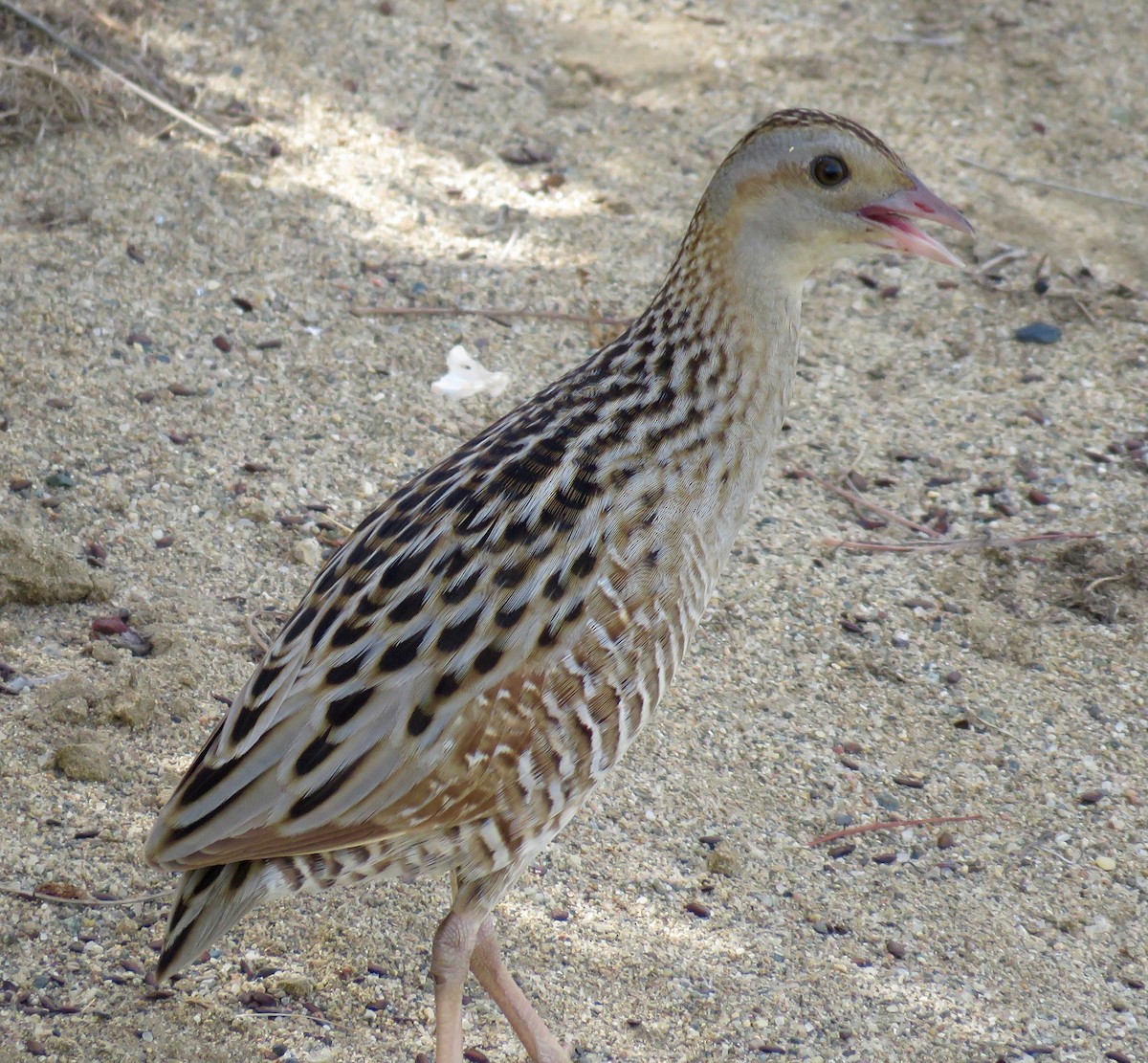 Corn Crake - ML158443011