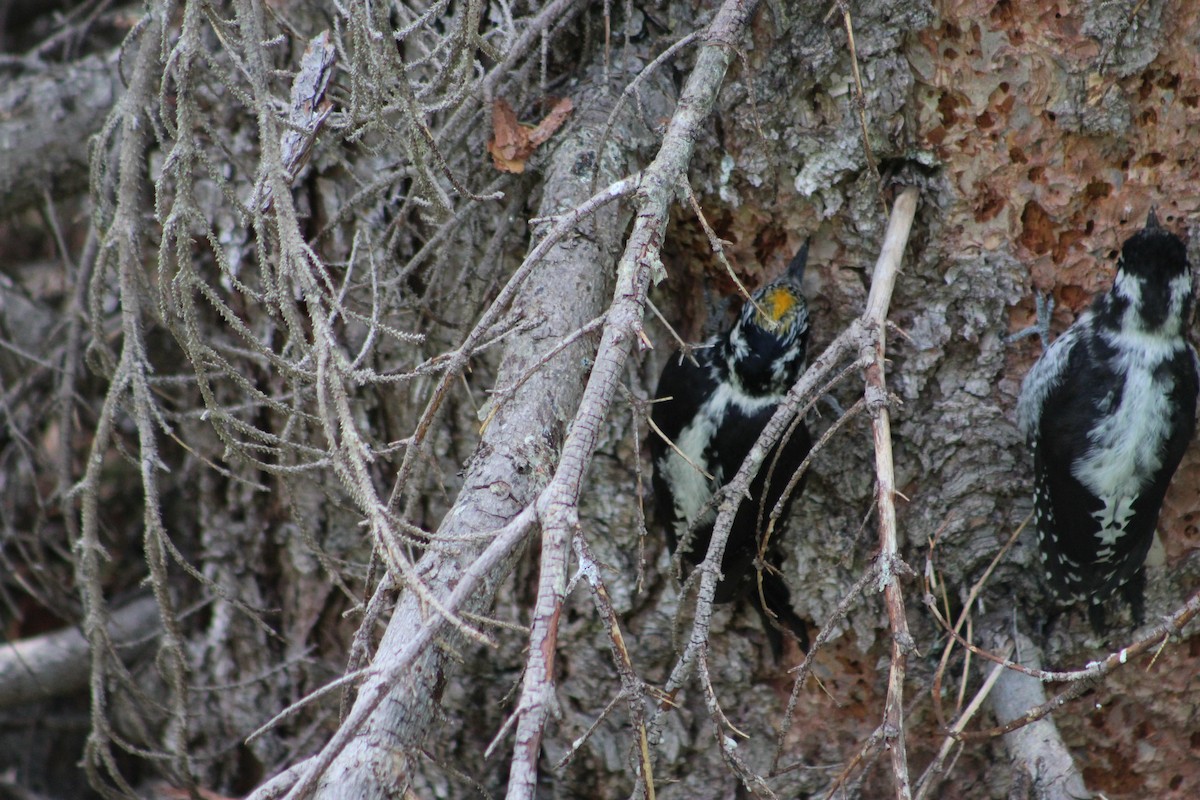 American Three-toed Woodpecker - Adam Johnson