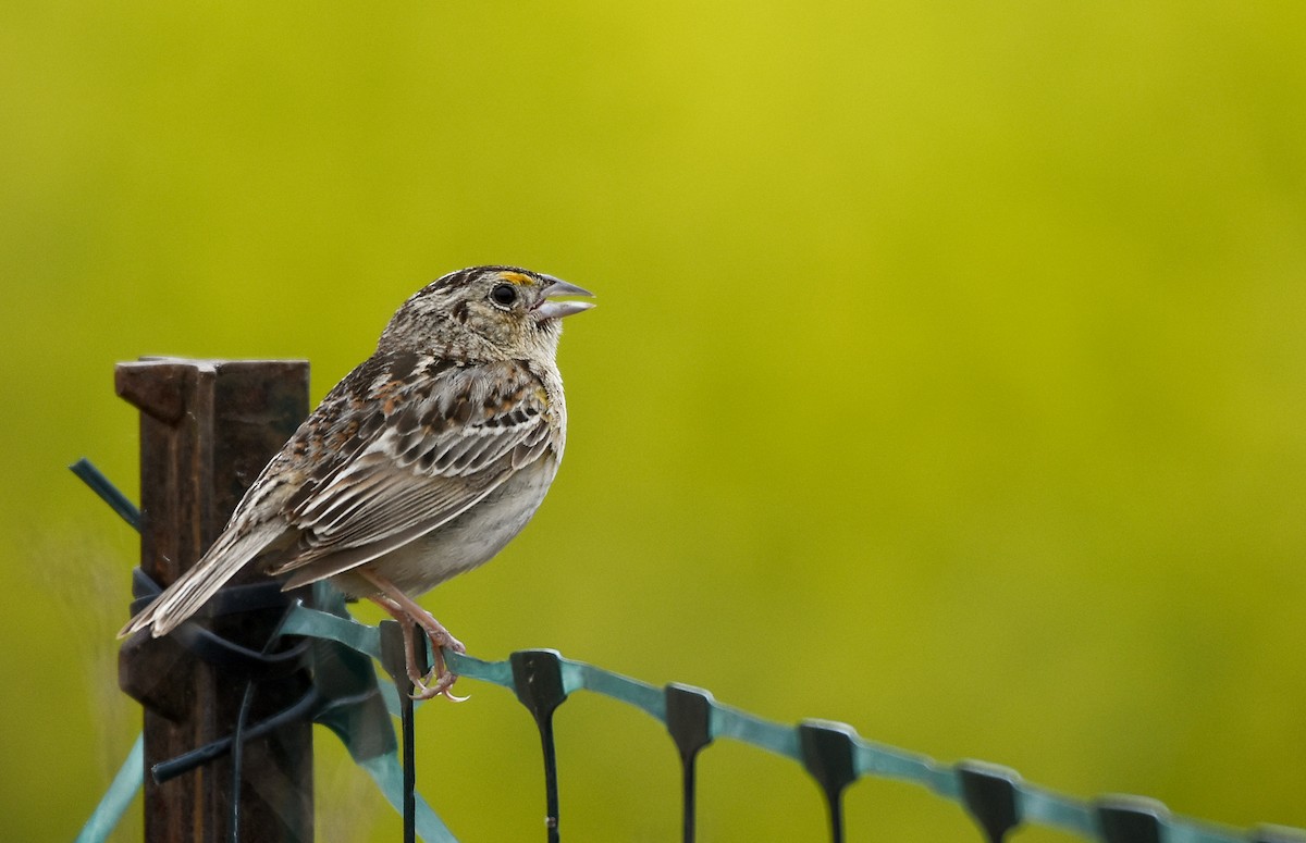 Grasshopper Sparrow - Drew Beamer