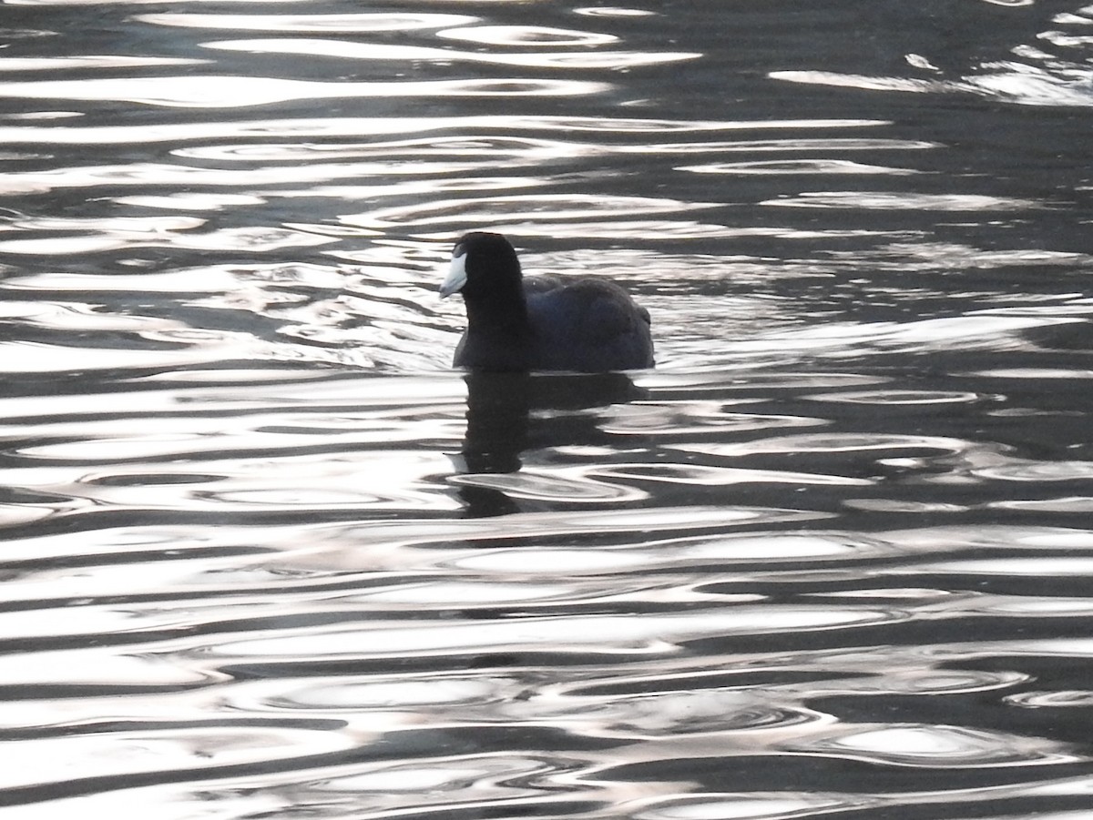 American Coot - Sara Masuda