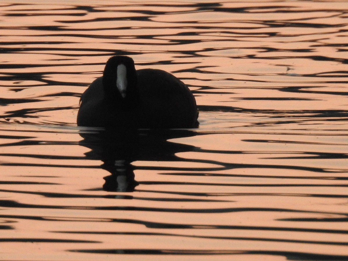 American Coot - ML158445571