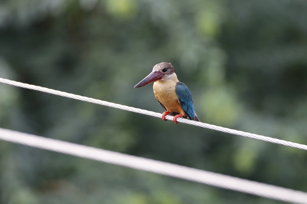 Stork-billed Kingfisher - Novelkumar M S