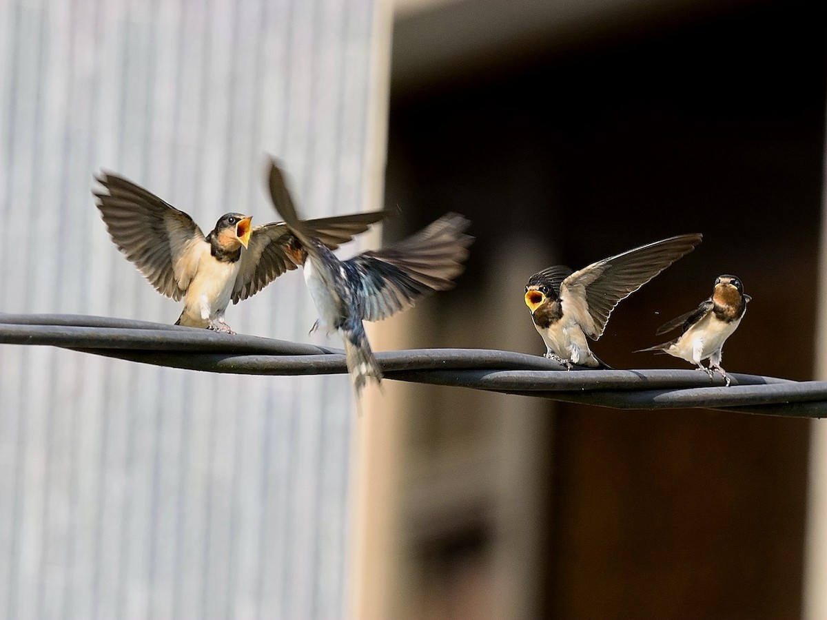 Barn Swallow - ML158447461