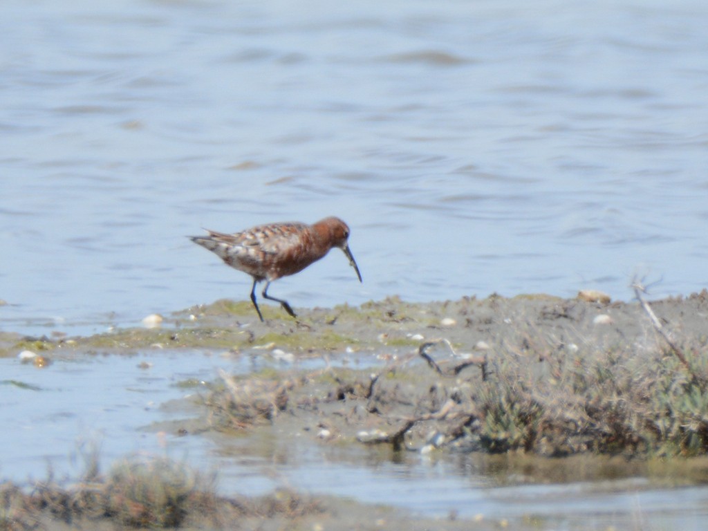 Curlew Sandpiper - ML158447601