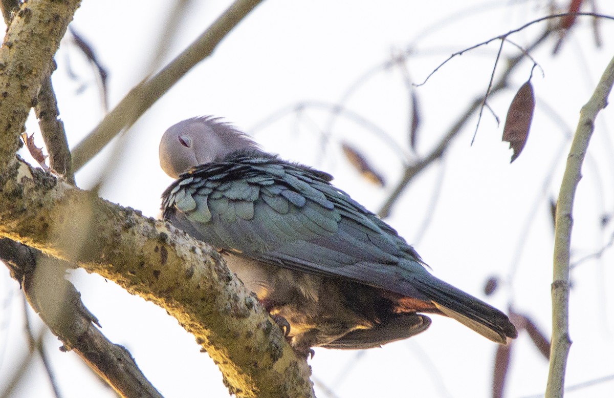 Green Imperial-Pigeon - ML158448411
