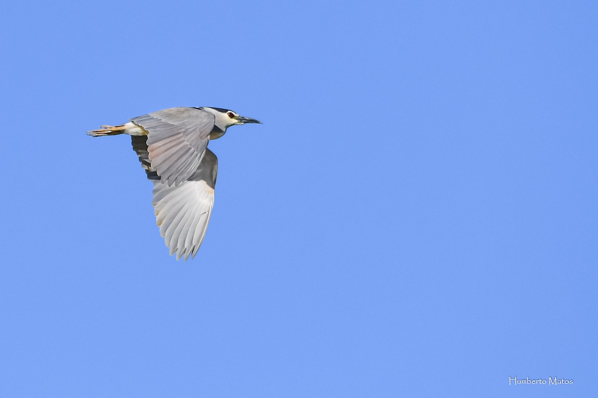 Black-crowned Night Heron - Humberto Matos