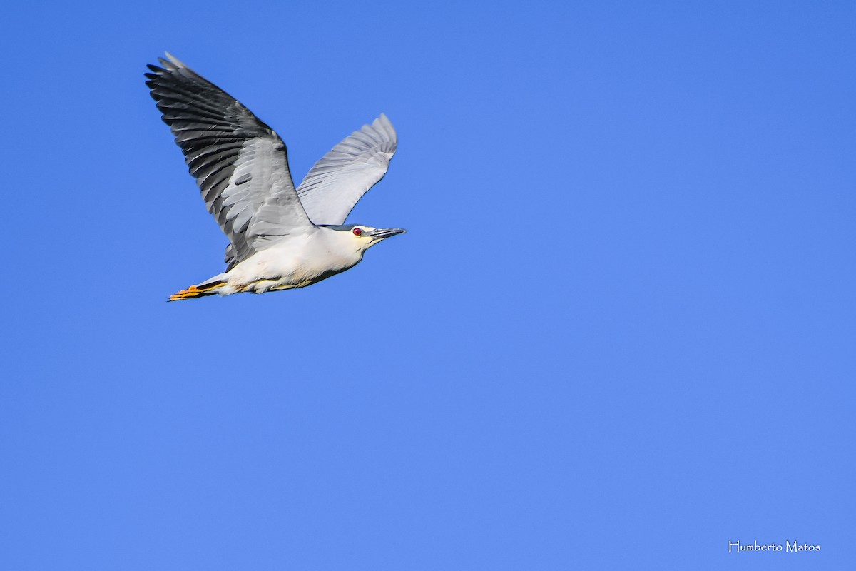 Black-crowned Night Heron - Humberto Matos