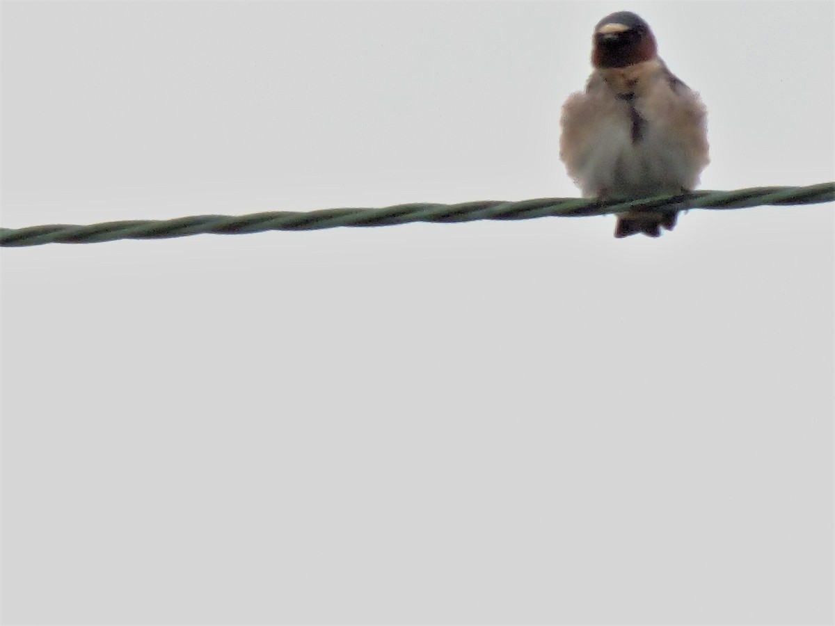 Cliff Swallow - ML158450461
