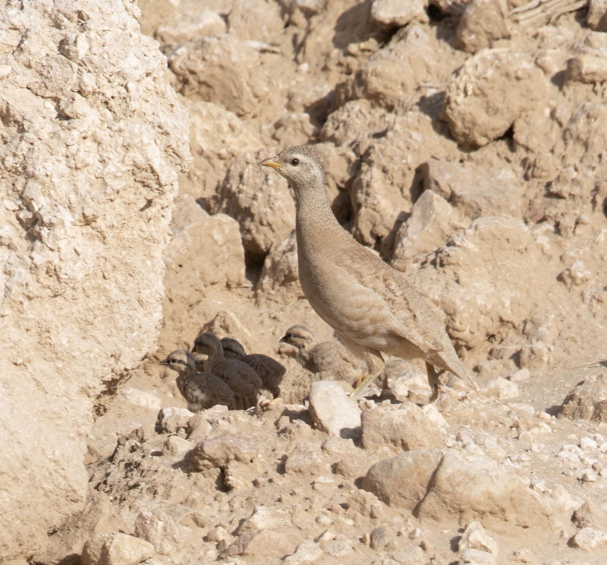 Песчаная куропатка - ML158451791