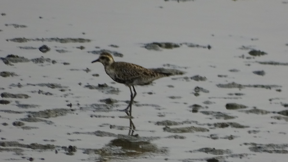 Pacific Golden-Plover - ML158452201