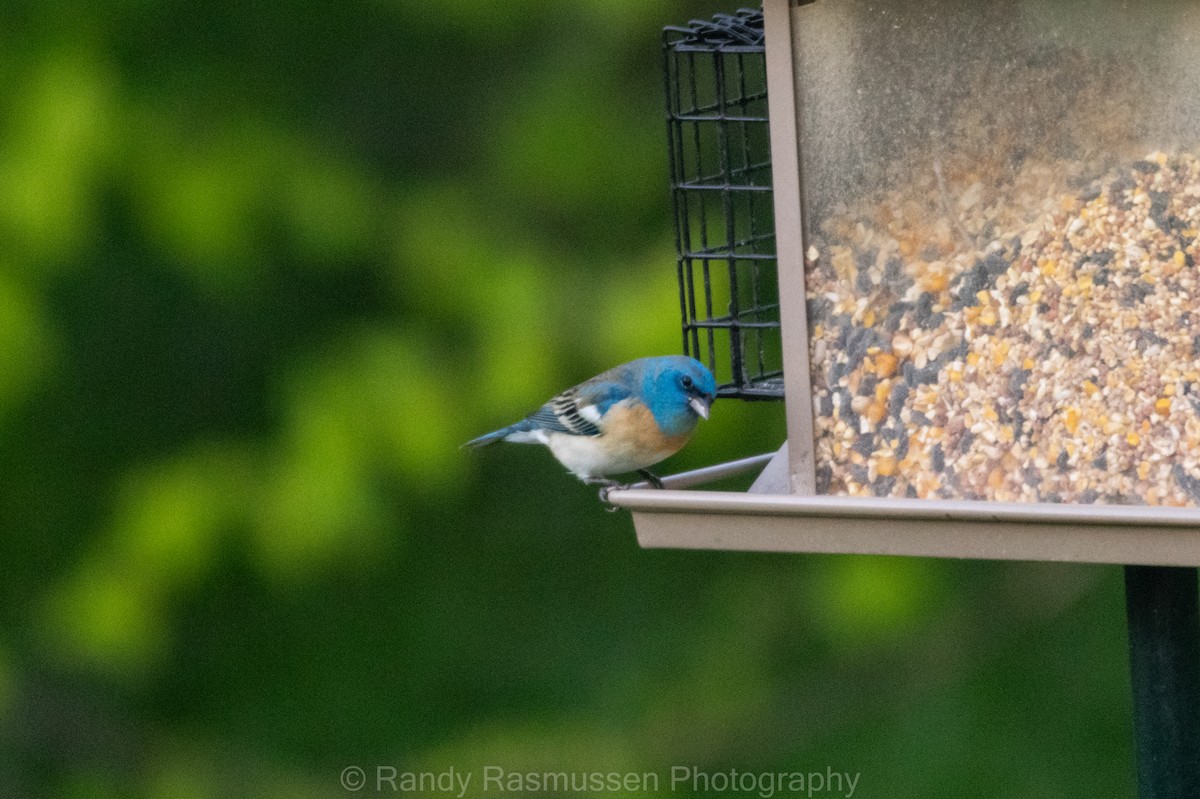 Lazuli Bunting - ML158453271