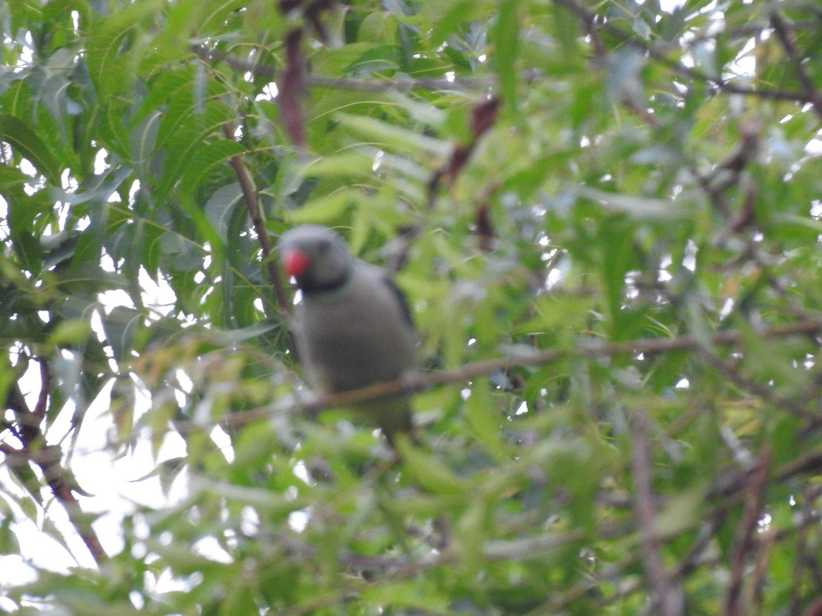 Malabar Yeşil Papağanı - ML158453551
