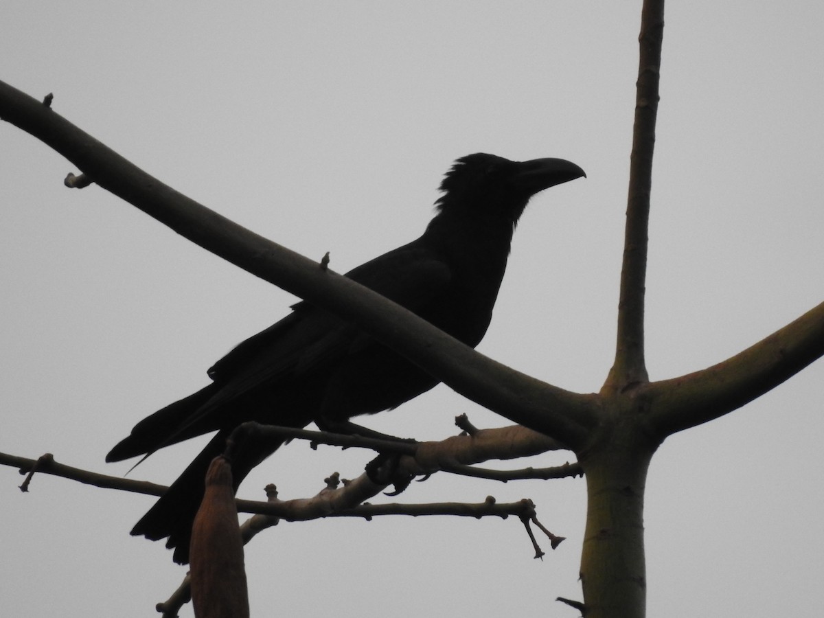 Corbeau à gros bec - ML158453761