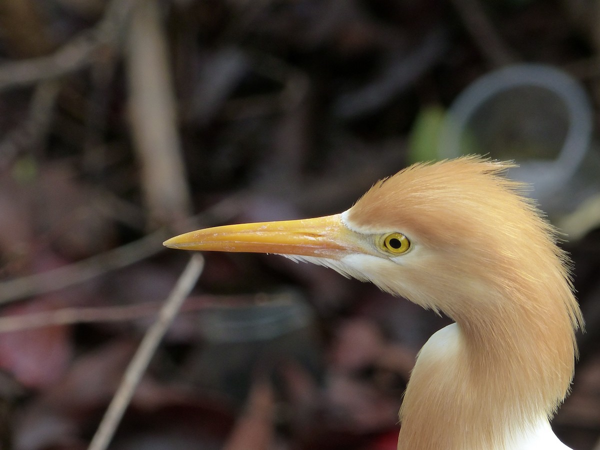 Eastern Cattle Egret - ML158454631