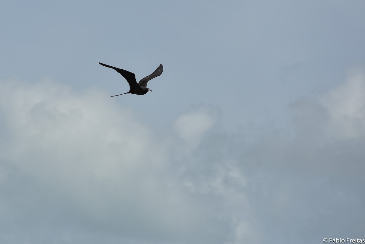 Magnificent Frigatebird - ML158454671