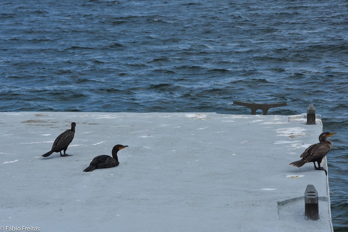 Neotropic Cormorant - ML158454681