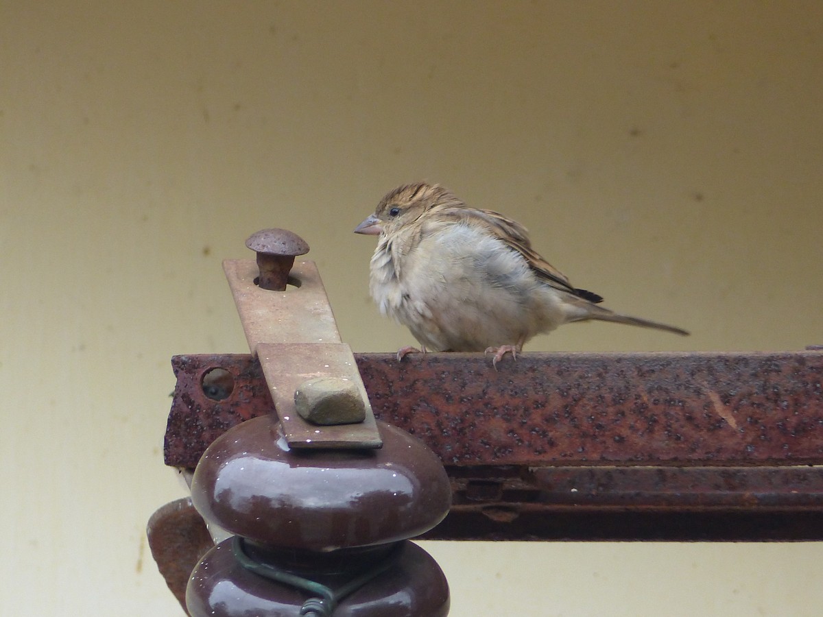 Moineau domestique - ML158454731