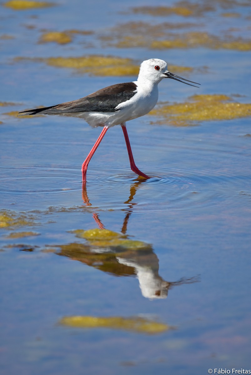 Black-winged Stilt - ML158454751