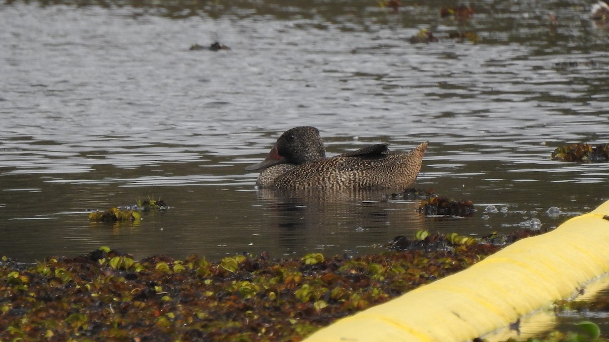 Freckled Duck - ML158456721