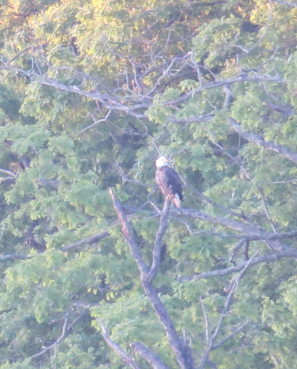 Bald Eagle - ML158457091