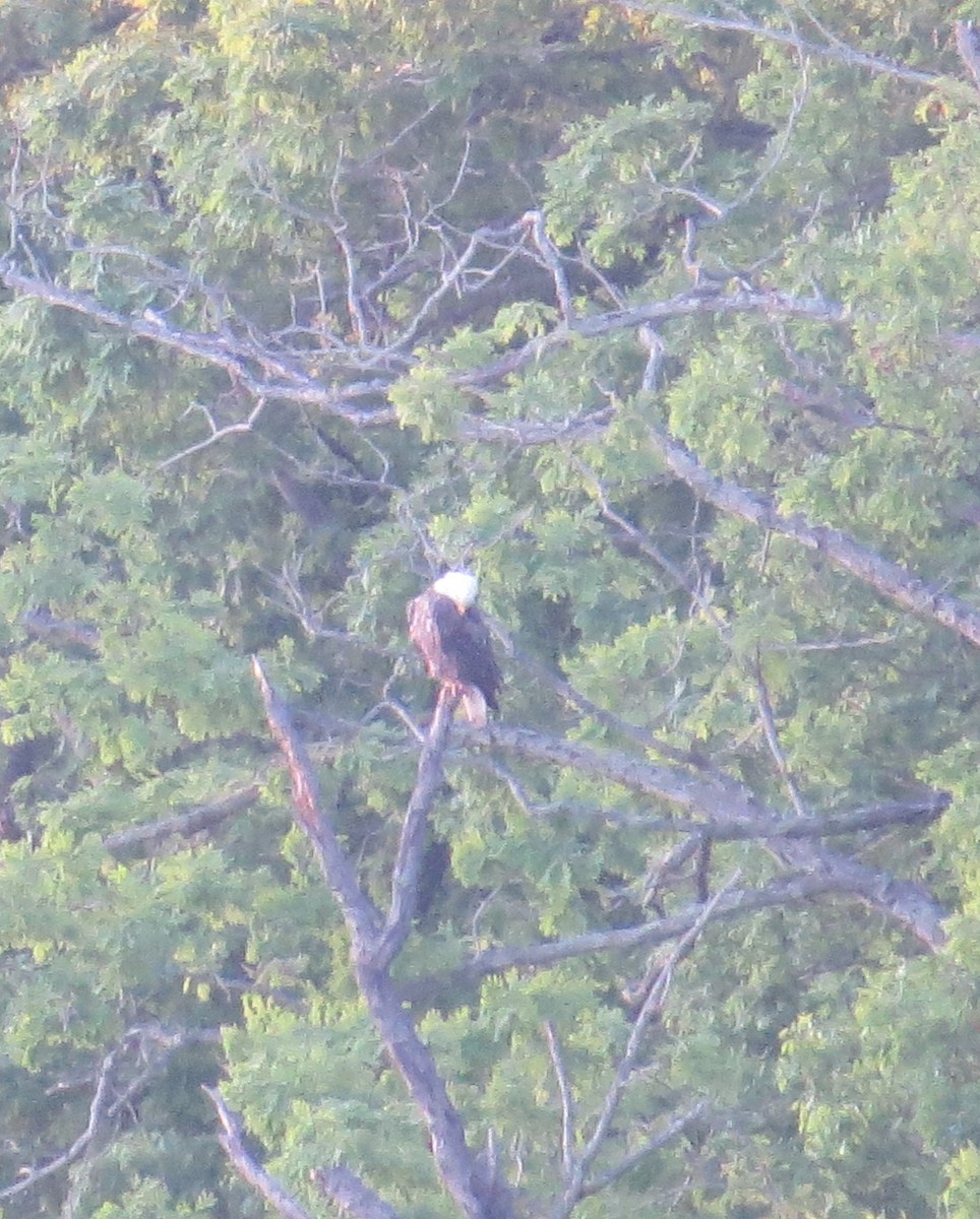 Bald Eagle - ML158457121