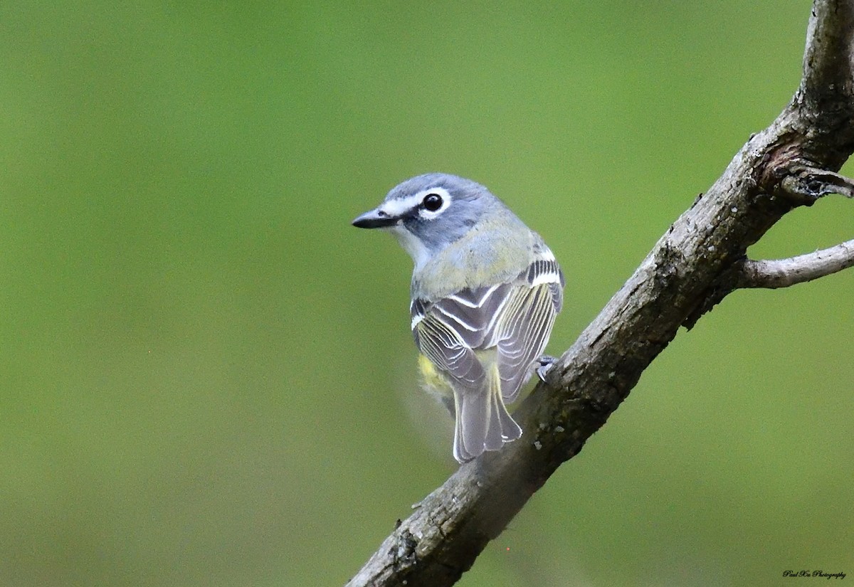 Mavi Başlı Vireo - ML158457521