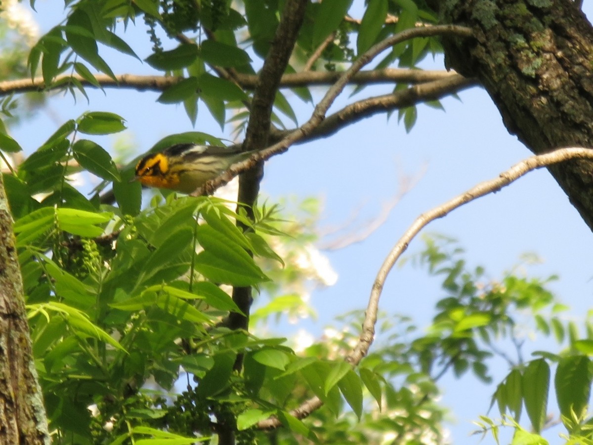 Blackburnian Warbler - ML158457811