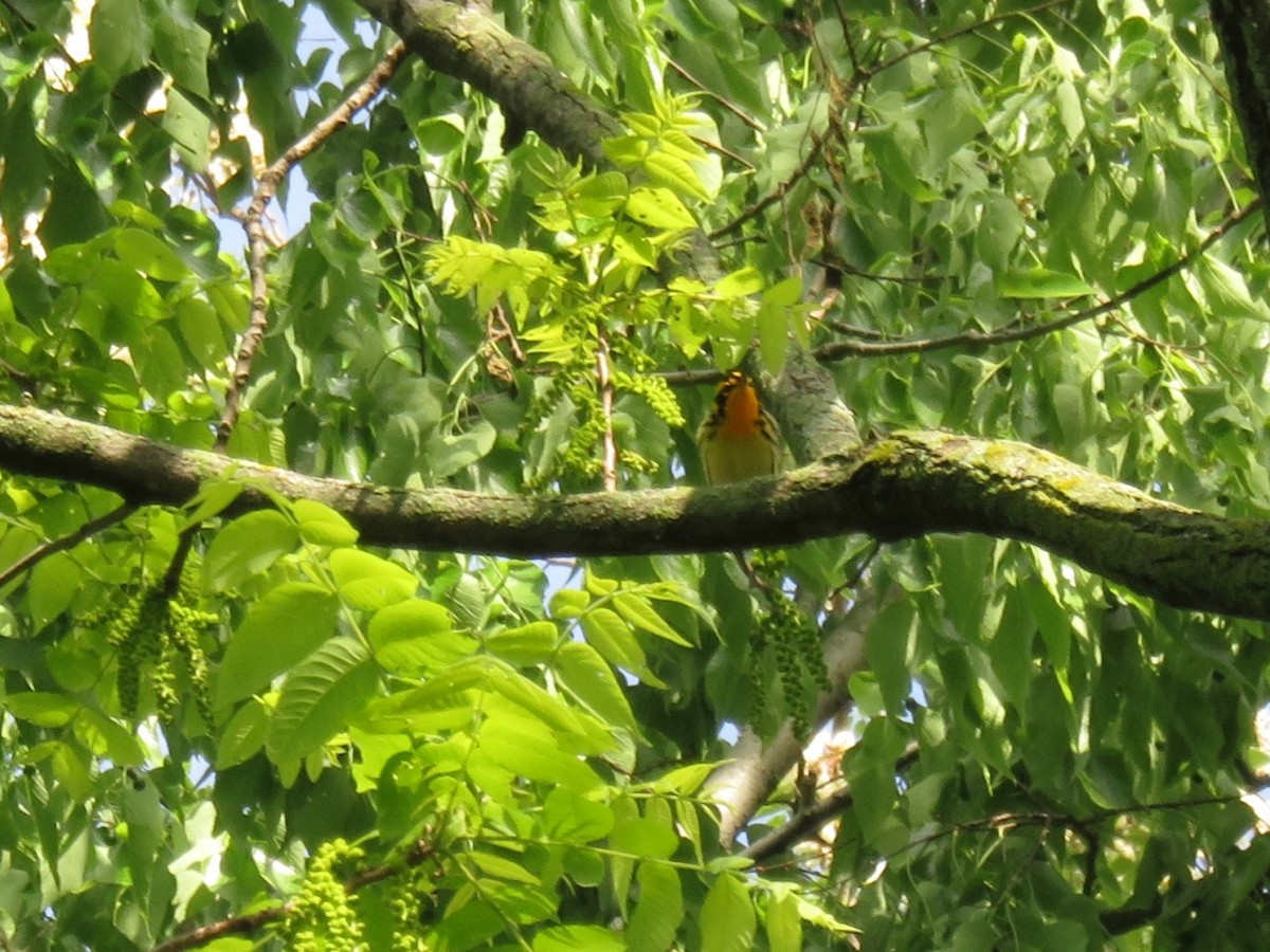 Blackburnian Warbler - ML158457821