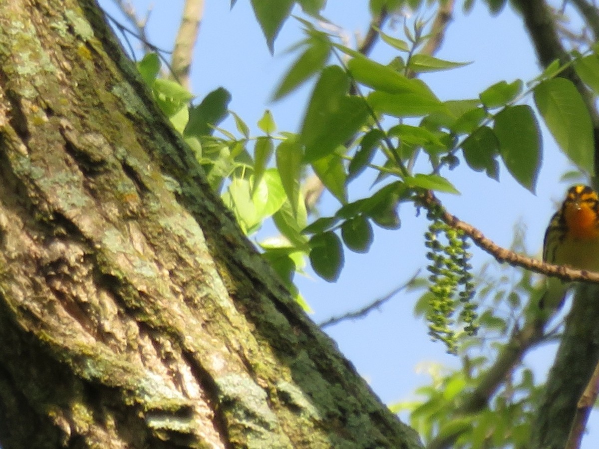 Blackburnian Warbler - ML158457831