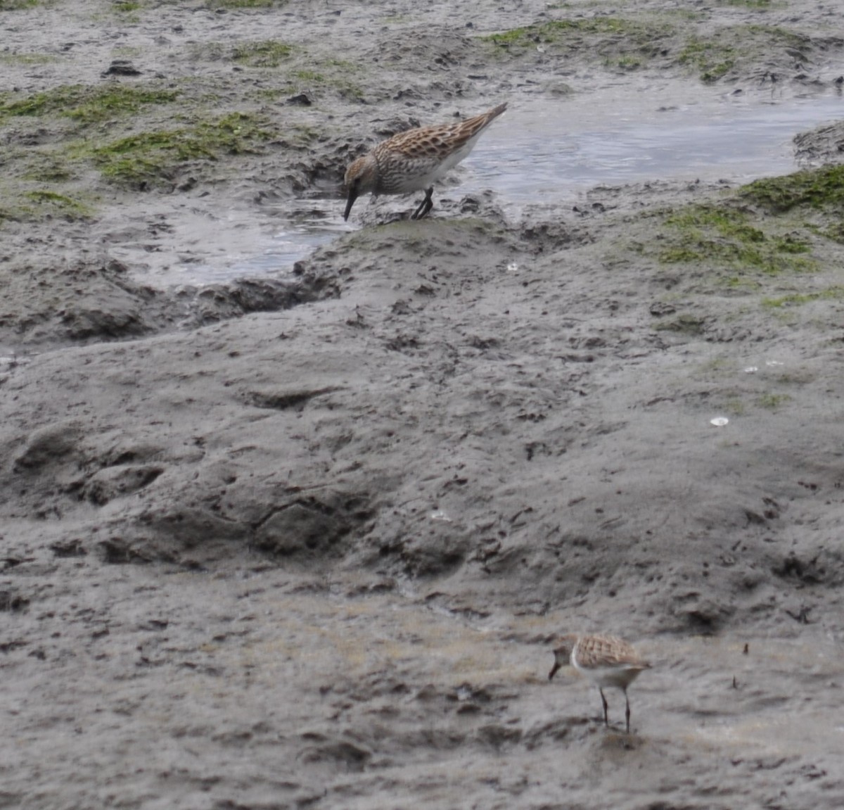 White-rumped Sandpiper - Bill Tweit