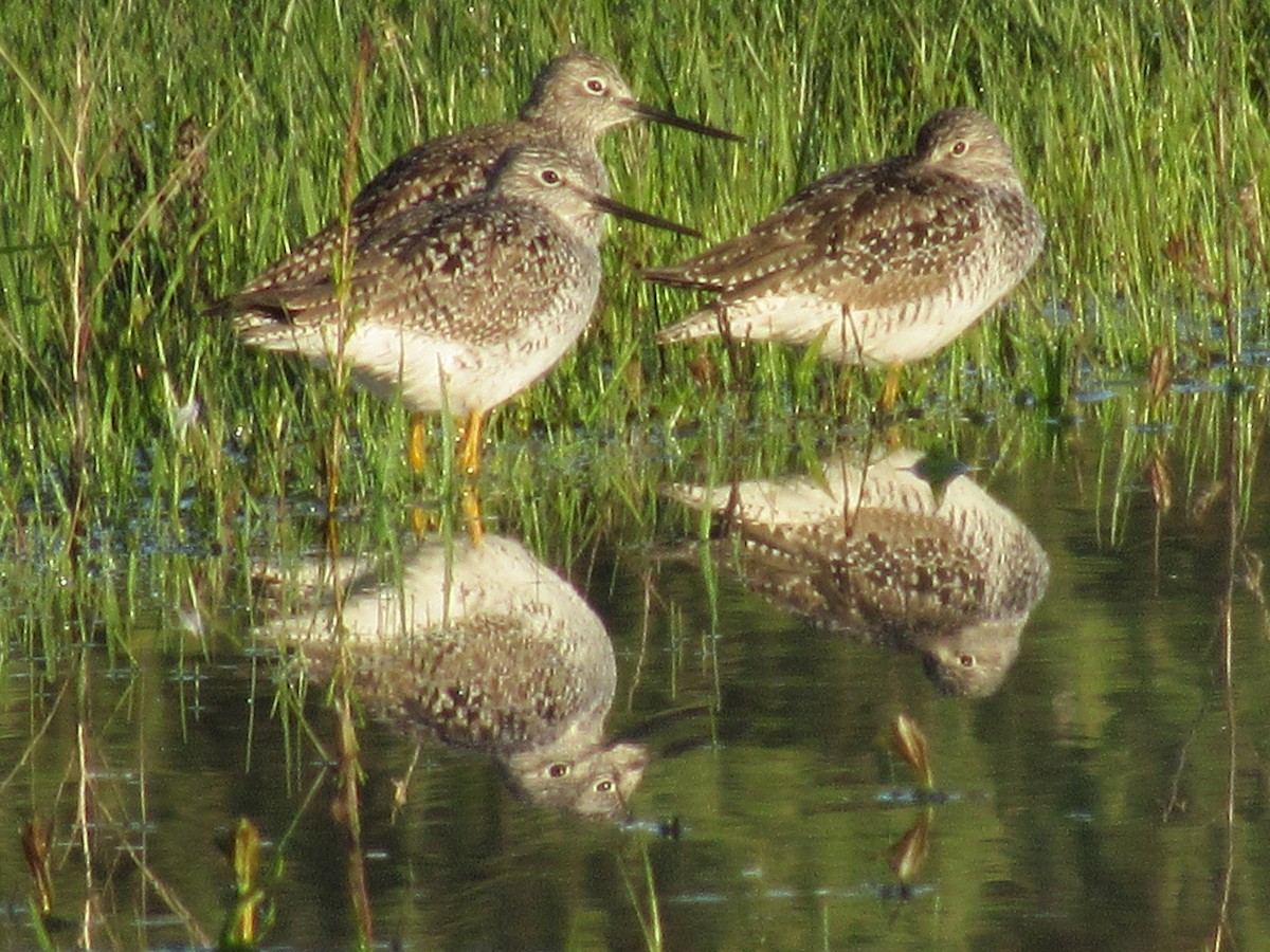 Greater Yellowlegs - Doug Wassink