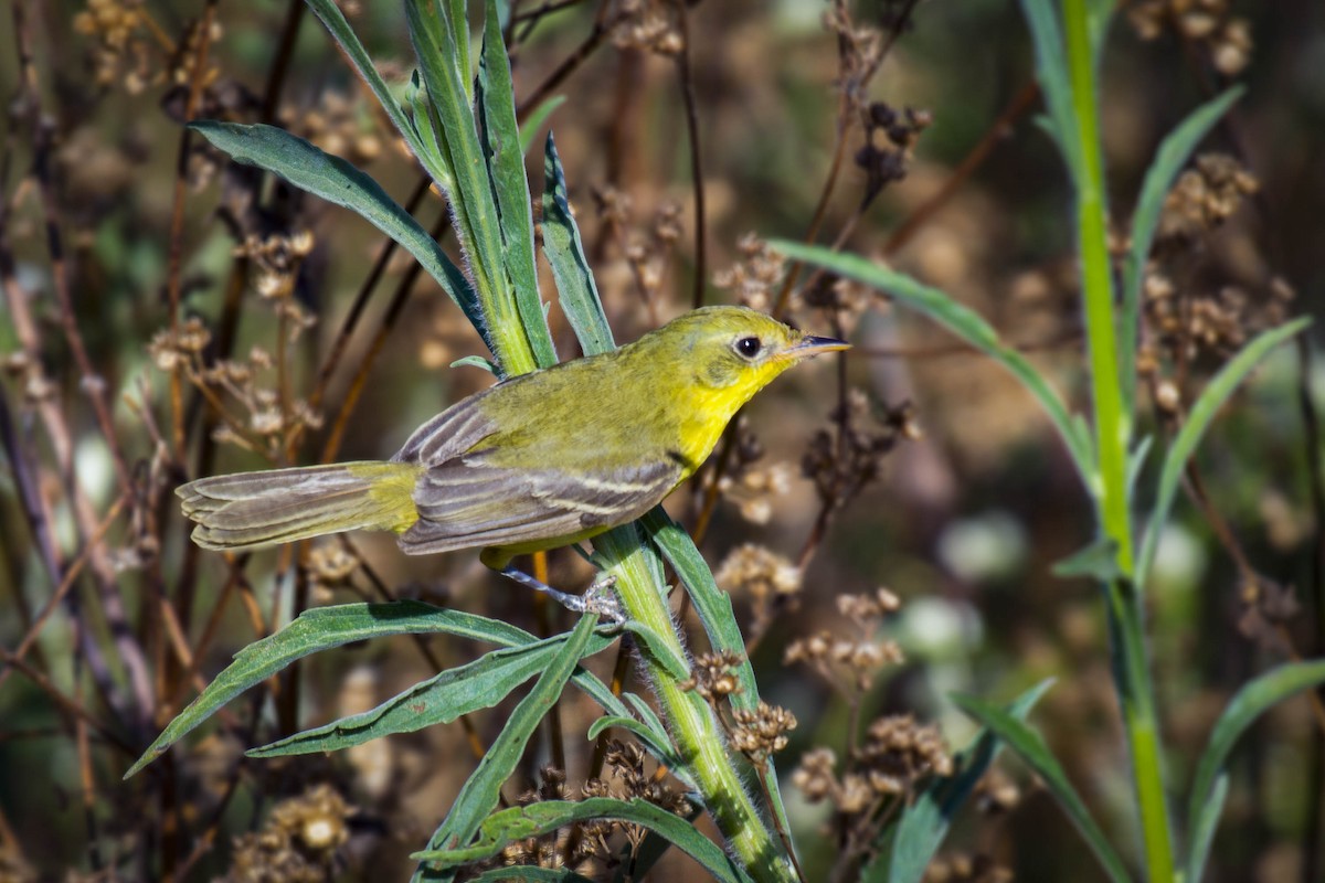 Subtropical Doradito - ML158459521