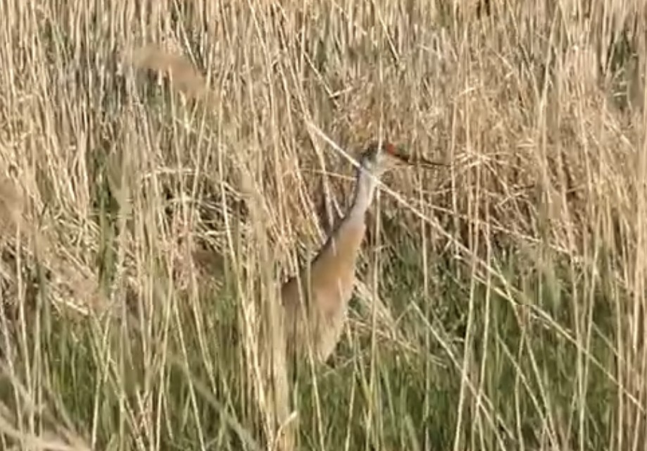 Sandhill Crane - ML158459631