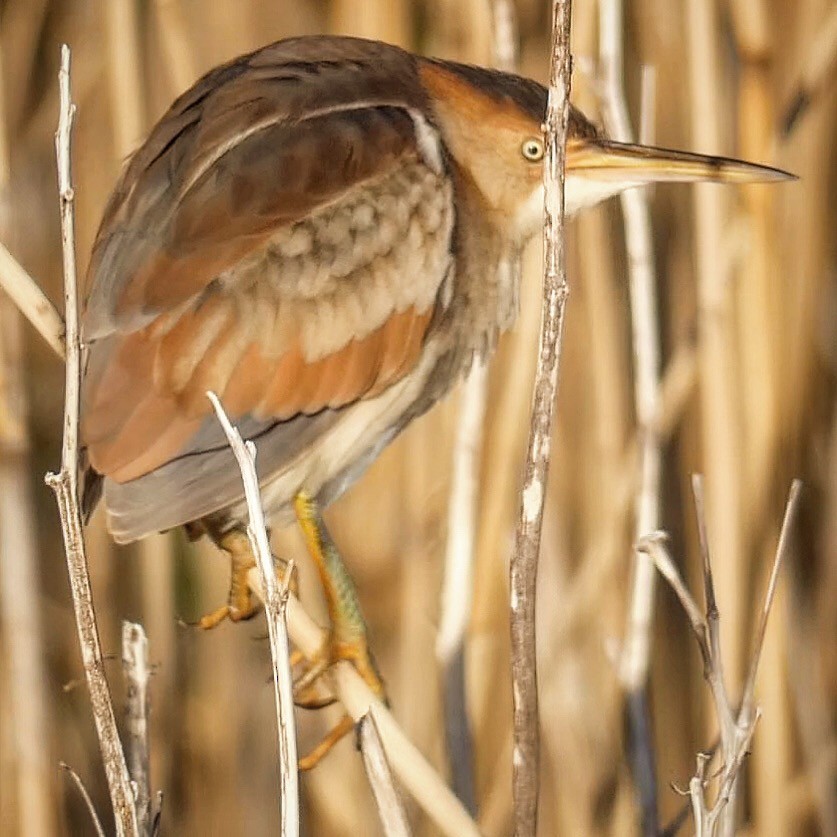 Least Bittern - ML158459651