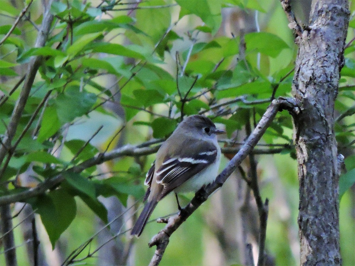 Least Flycatcher - Eric Michael