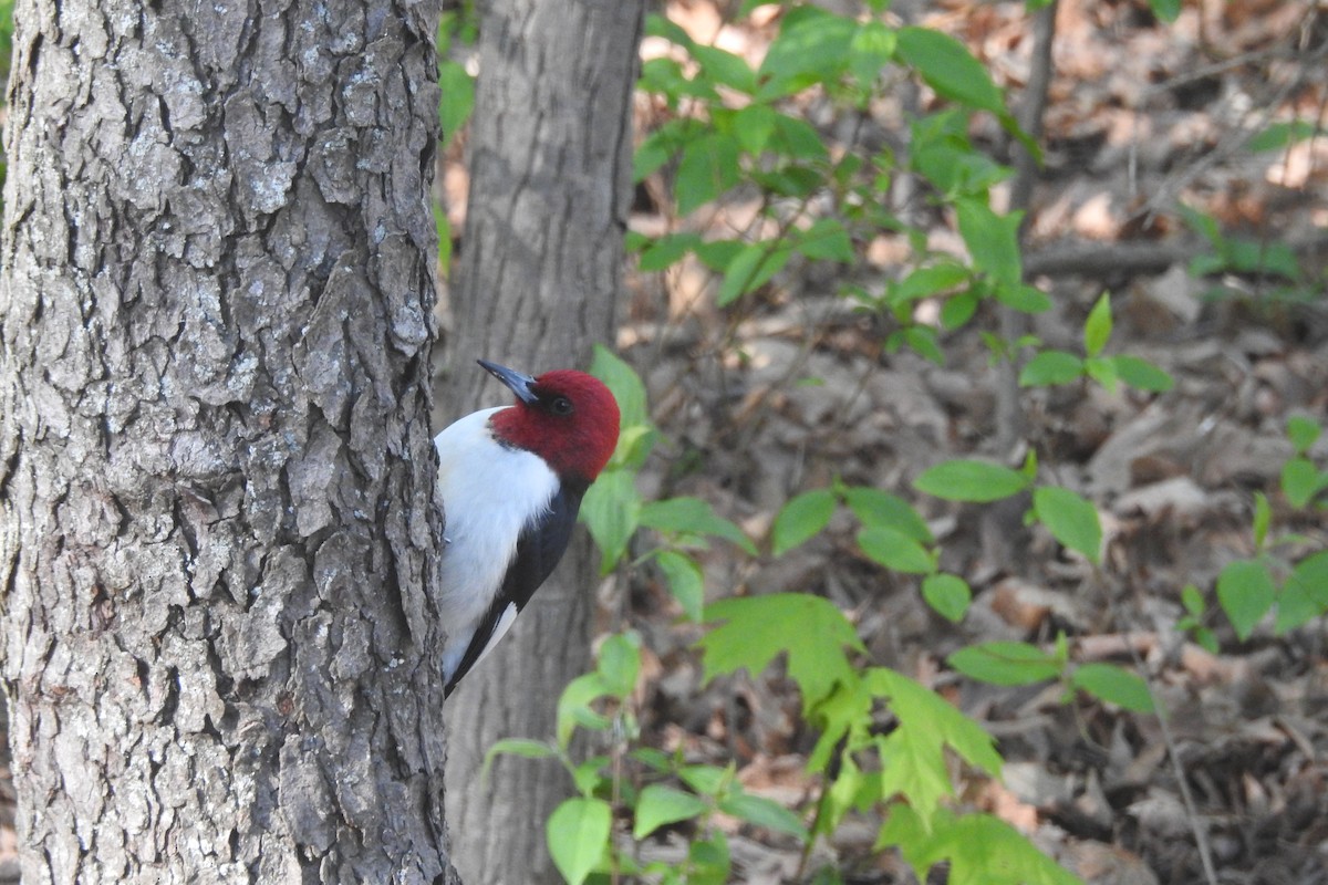 Red-headed Woodpecker - ML158460371