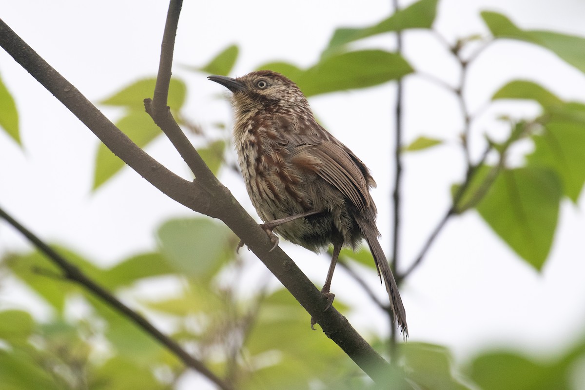 Chinese Babax - James Kennerley