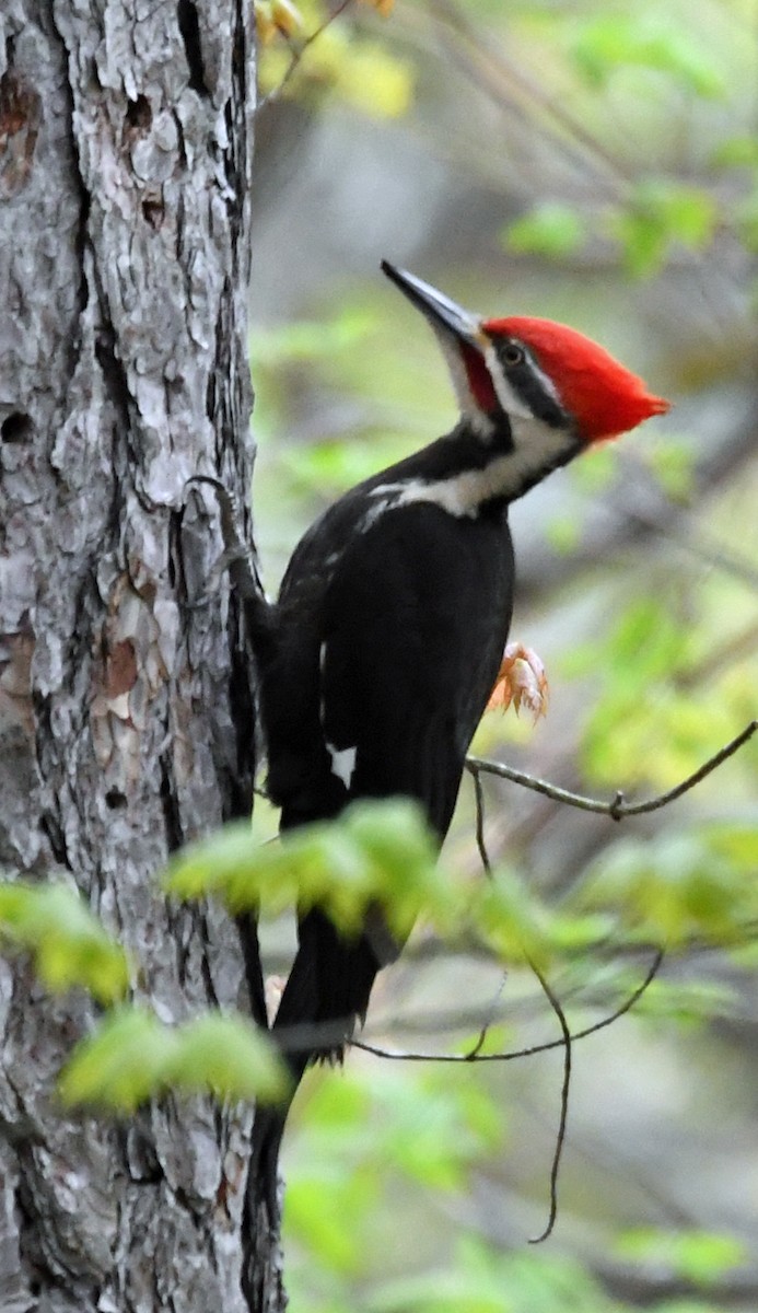 Pileated Woodpecker - ML158463461