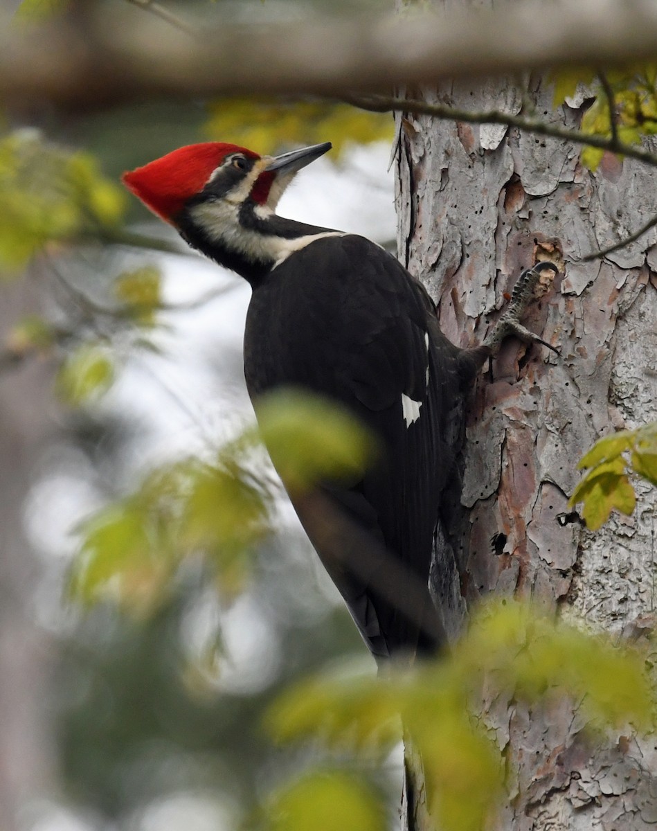 Pileated Woodpecker - ML158463471