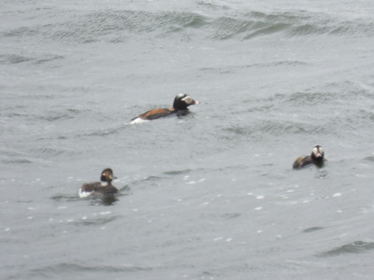 Long-tailed Duck - Tom Olson